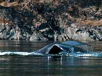75 whale tail Quadra Island NEF DWM9578